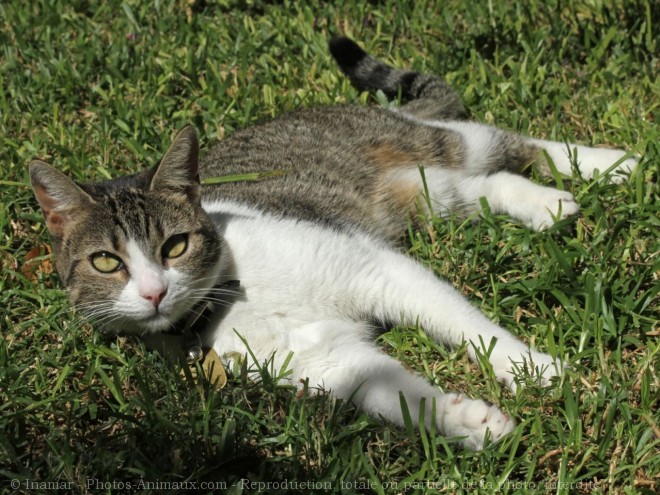 Photo de Chat domestique