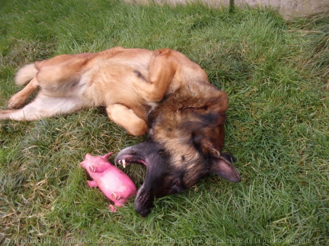 Photo de Berger belge malinois