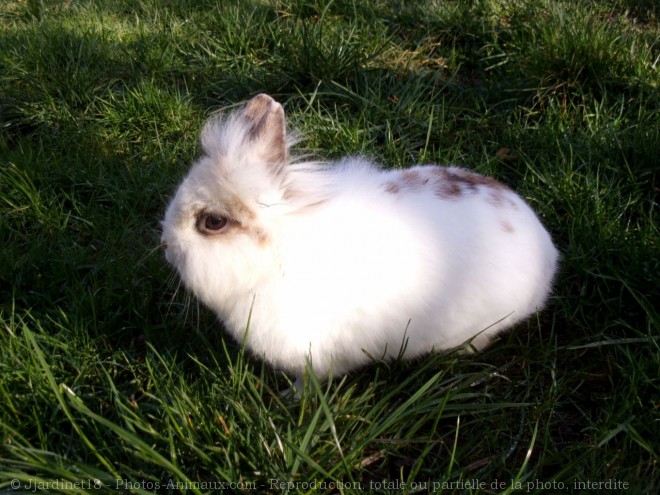 Photo de Lapin