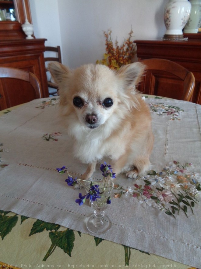 Photo de Chihuahua  poil long