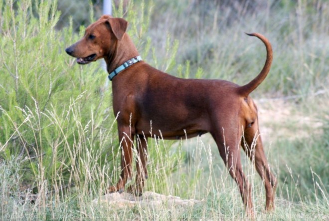 Photo de Pinscher allemand