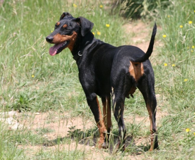 Photo de Pinscher allemand