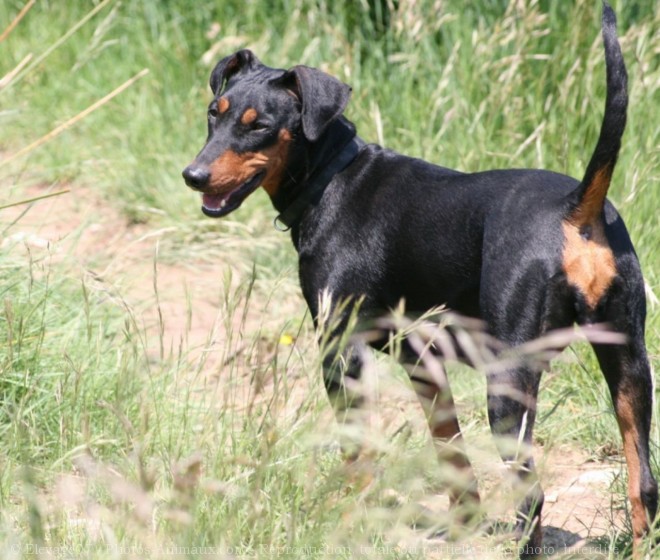 Photo de Pinscher allemand