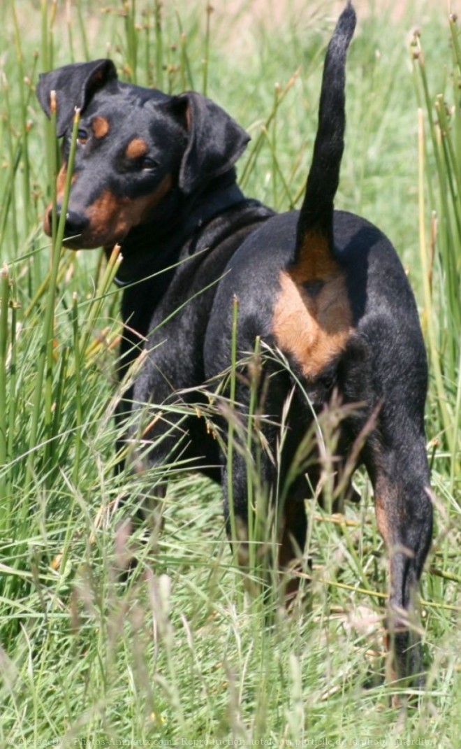 Photo de Pinscher allemand