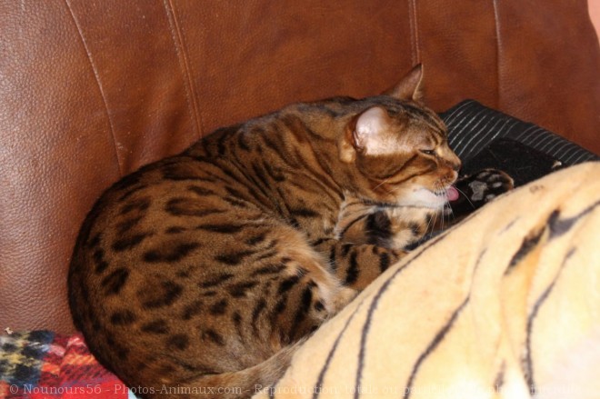 Photo de Bengal