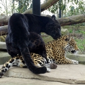 Photo de Jaguar