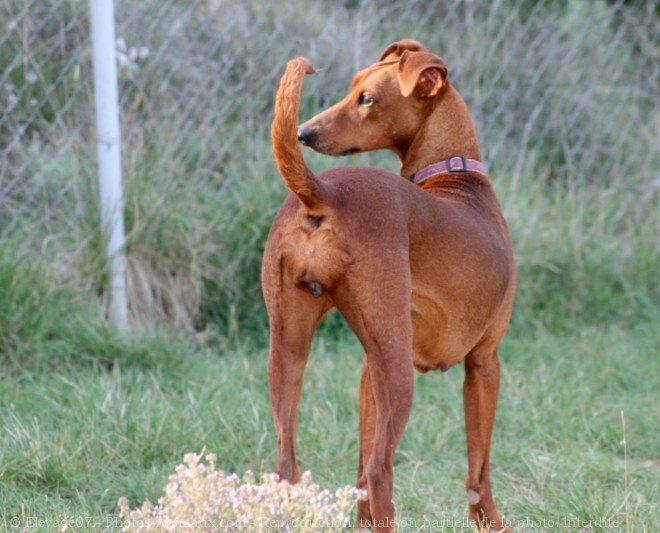 Photo de Pinscher allemand