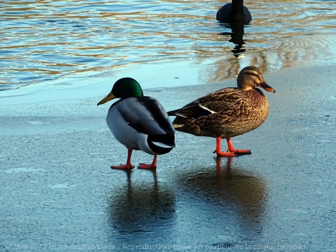 Photo de Canard colvert