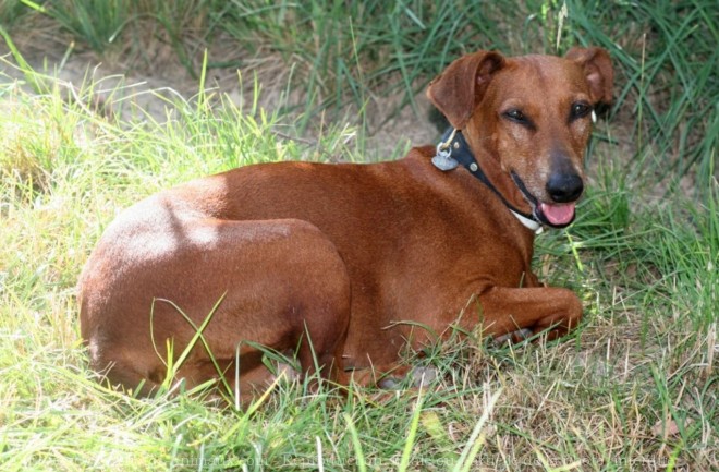 Photo de Pinscher allemand