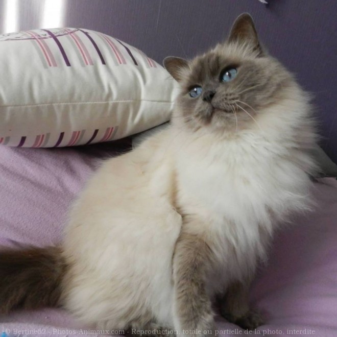 Photo de Ragdoll