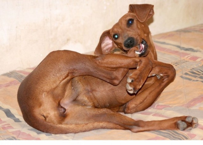 Photo de Pinscher allemand