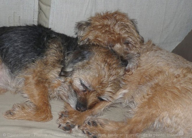 Photo de Border terrier