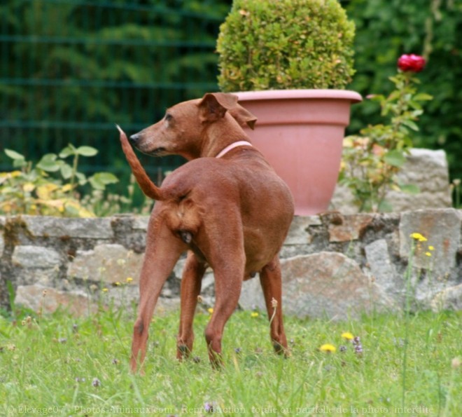 Photo de Pinscher allemand