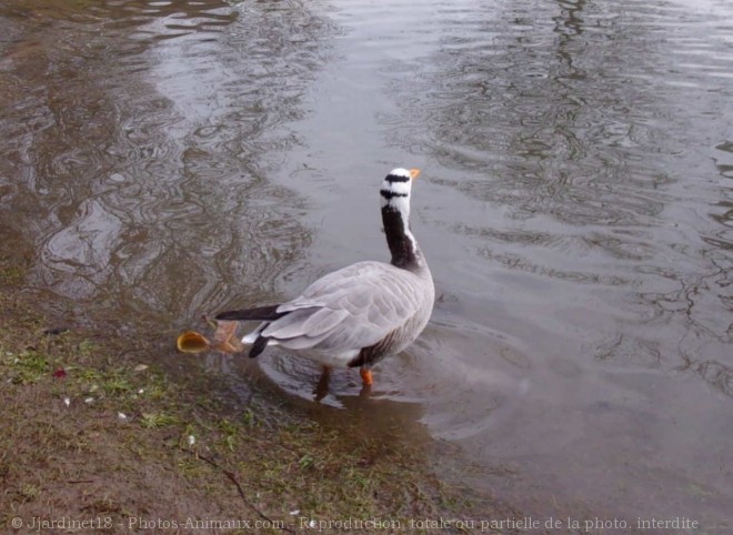 Photo de Canard