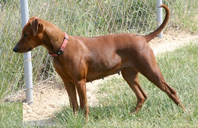 Photo de Pinscher allemand