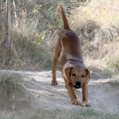 Photo de Pinscher allemand