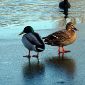 Photo de Canard colvert