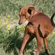 Photo de Pinscher allemand