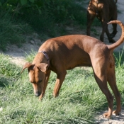 Photo de Pinscher allemand