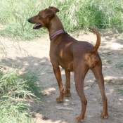 Photo de Pinscher allemand