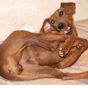 Photo de Pinscher allemand