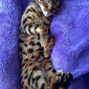 Photo de Bengal