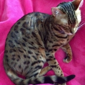 Photo de Bengal