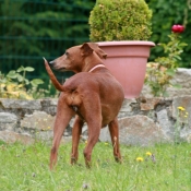 Photo de Pinscher allemand