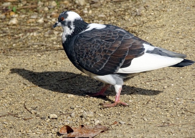 Photo de Pigeon