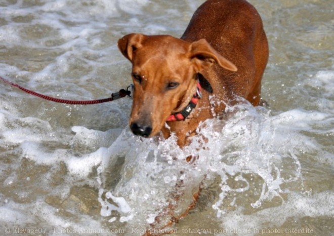 Photo de Pinscher allemand