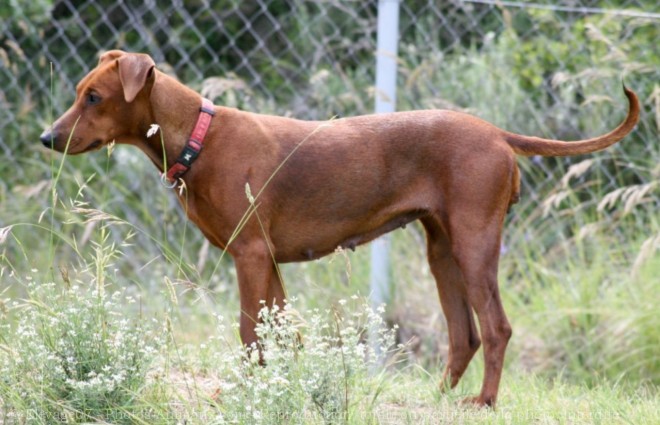 Photo de Pinscher allemand