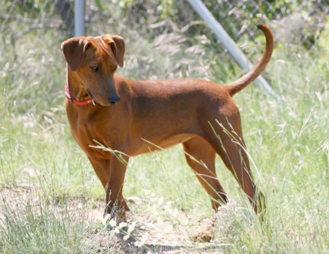 Photo de Pinscher allemand