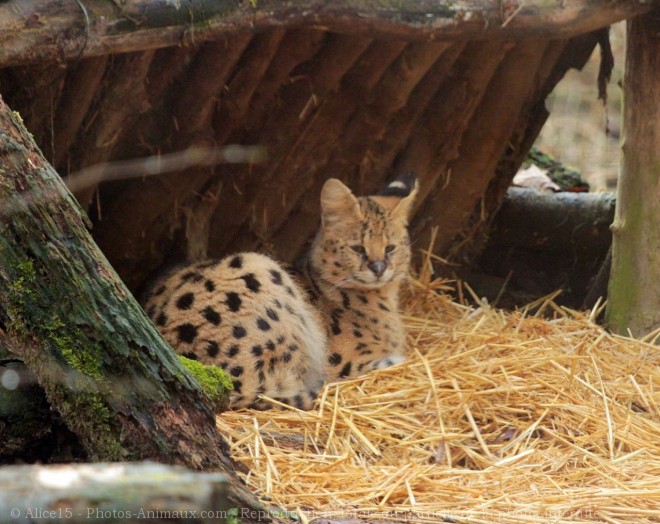 Photo de Serval