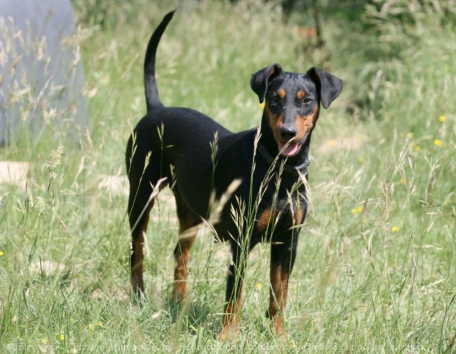 Photo de Pinscher allemand