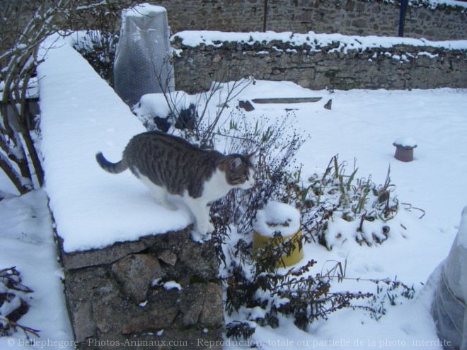 Photo de Chat domestique