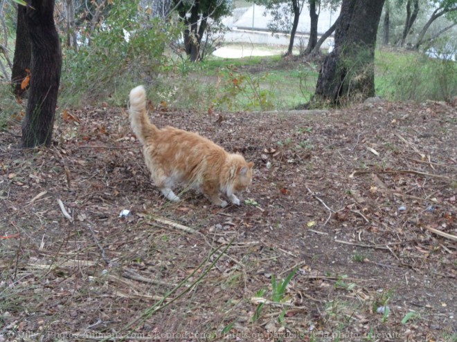 Photo de Chat domestique