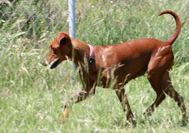 Photo de Pinscher allemand