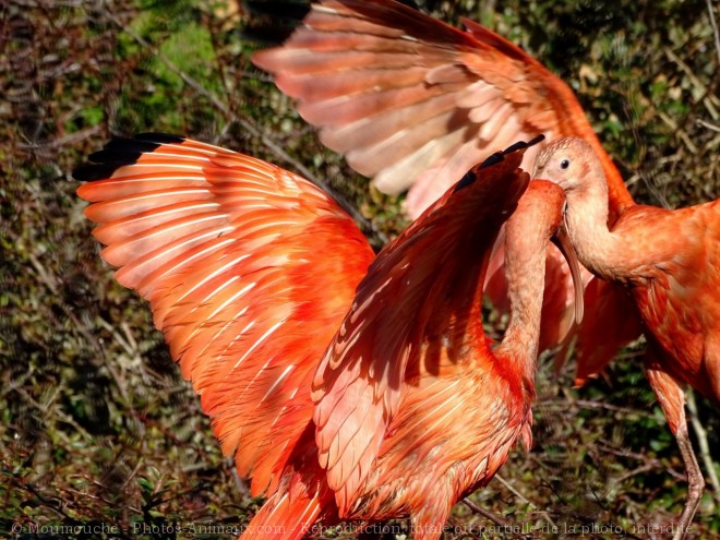 Photo d'Ibis rouge