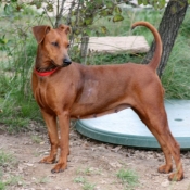 Photo de Pinscher allemand