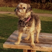 Photo de Border terrier