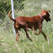 Photo de Pinscher allemand