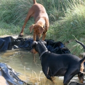 Photo de Pinscher allemand