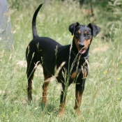 Photo de Pinscher allemand