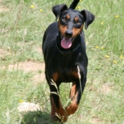 Photo de Pinscher allemand