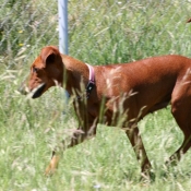 Photo de Pinscher allemand