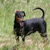 Photo de Pinscher allemand