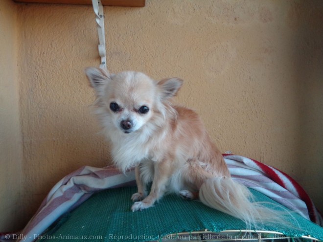 Photo de Chihuahua  poil long