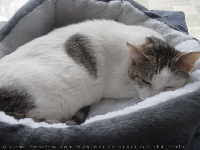 Photo de Chat domestique