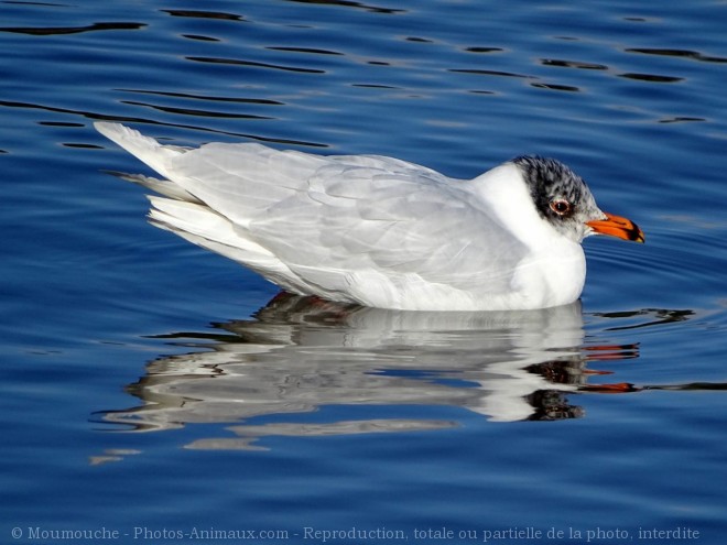 Photo de Mouette