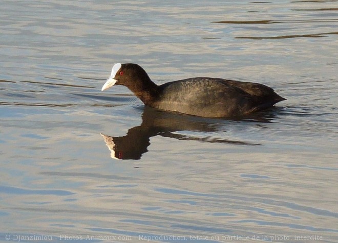 Photo de Foulque macroule